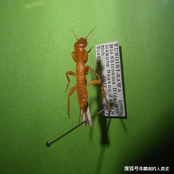 の中文是什么意思